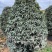 桂花树金桂12-15-18公分精品金桂树种植基地