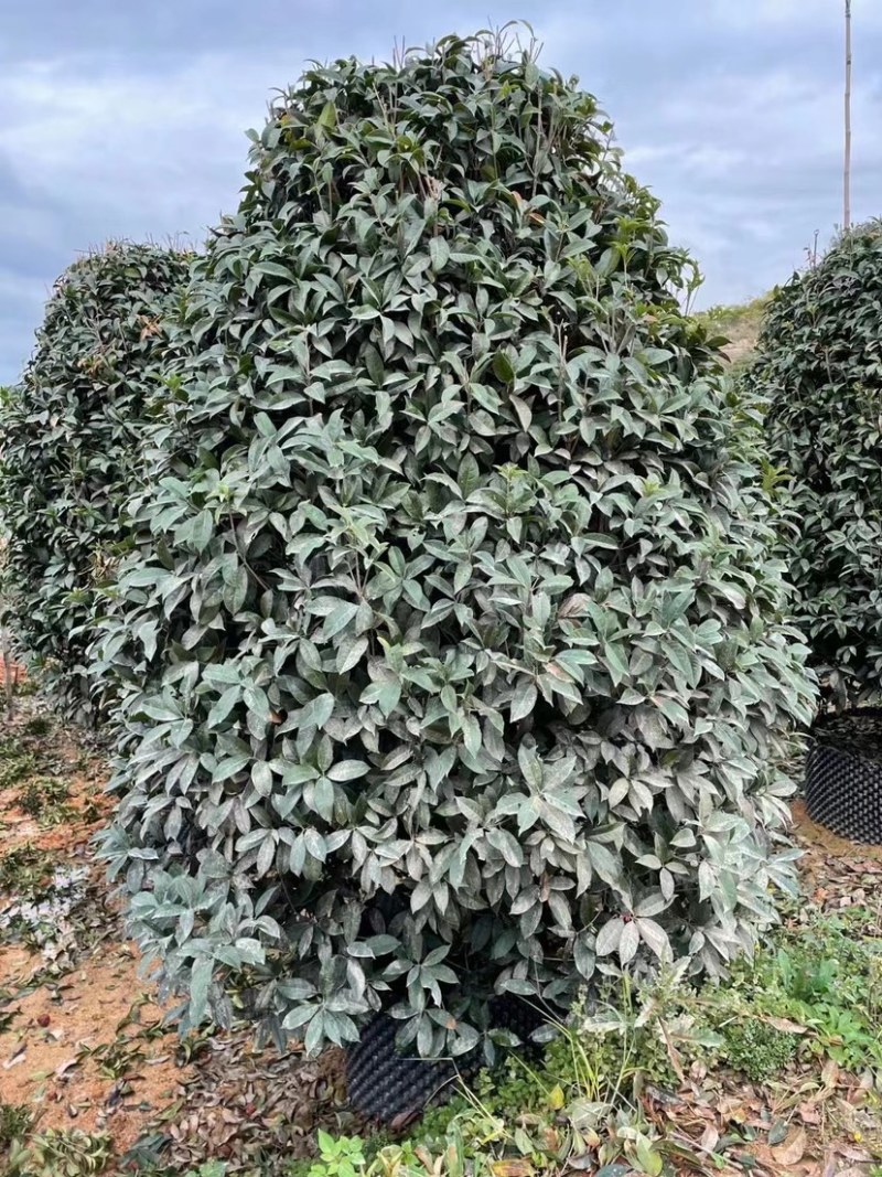 桂花树金桂12-15-18公分精品金桂树种植基地