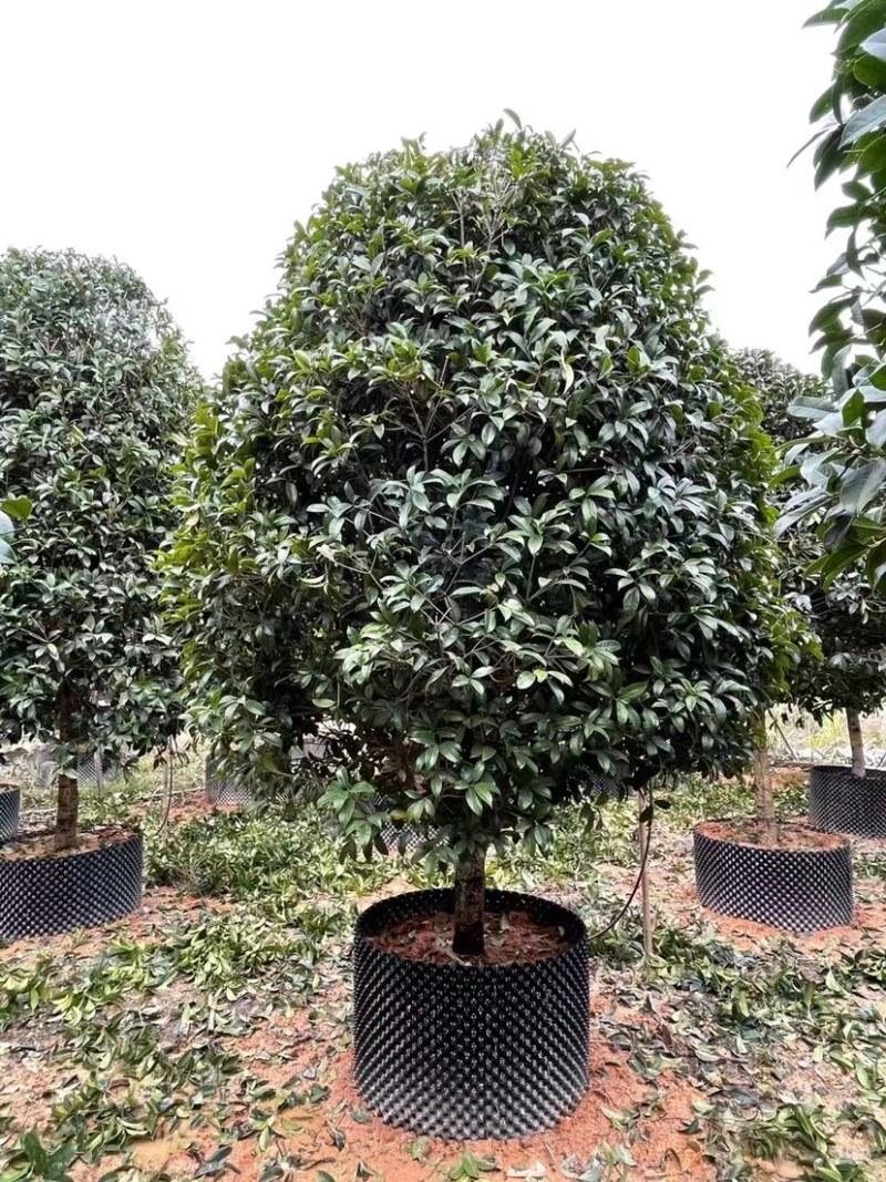 桂花树金桂12-15-18公分精品金桂树种植基地