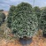 桂花树金桂12-15-18公分精品金桂树种植基地