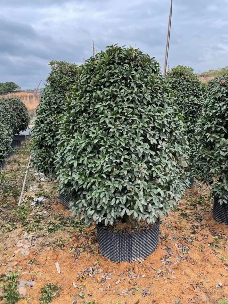 桂花树金桂12-15-18公分精品金桂树种植基地