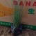 【牛商推荐】粉黛乱子草，粉黛花海，成活率高，包技术指导