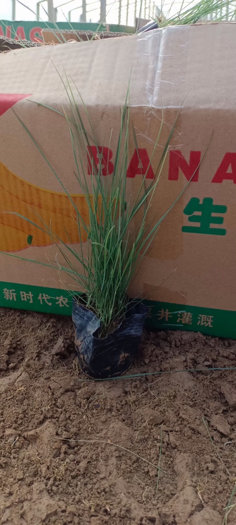 【牛商推荐】粉黛乱子草，粉黛花海，成活率高，包技术指导