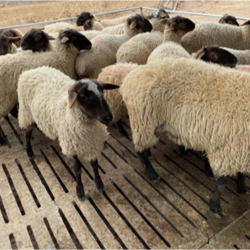 出售优质萨福克羊，包存活，保质量，包运输，价格优惠。
