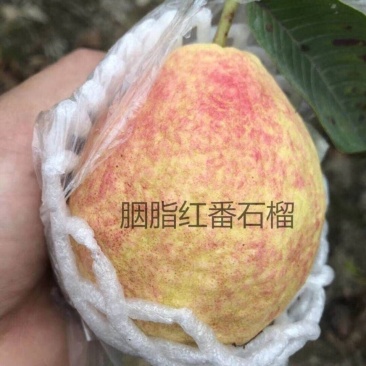 胭脂红番石榴树苗红宝石番石榴苗嫁接果树苗当年结果南方四季