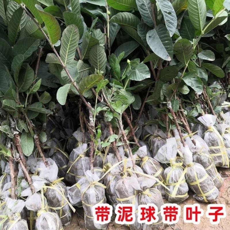 胭脂红番石榴树苗红宝石番石榴苗嫁接果树苗当年结果南方四季
