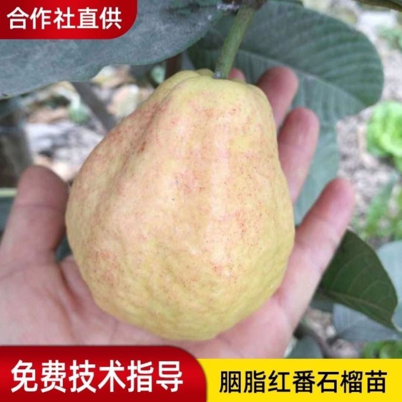 胭脂红番石榴树苗红宝石番石榴苗嫁接果树苗当年结果南方四季