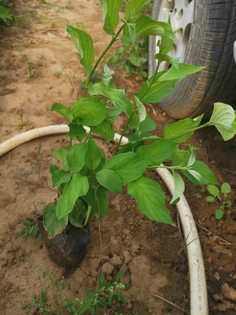 红瑞木优质红瑞木产地直发大量有货欢迎实地看货