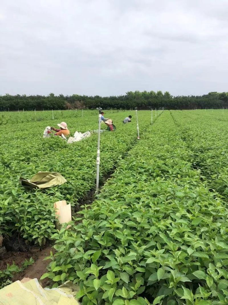 红瑞木优质红瑞木产地直发大量有货欢迎实地看货