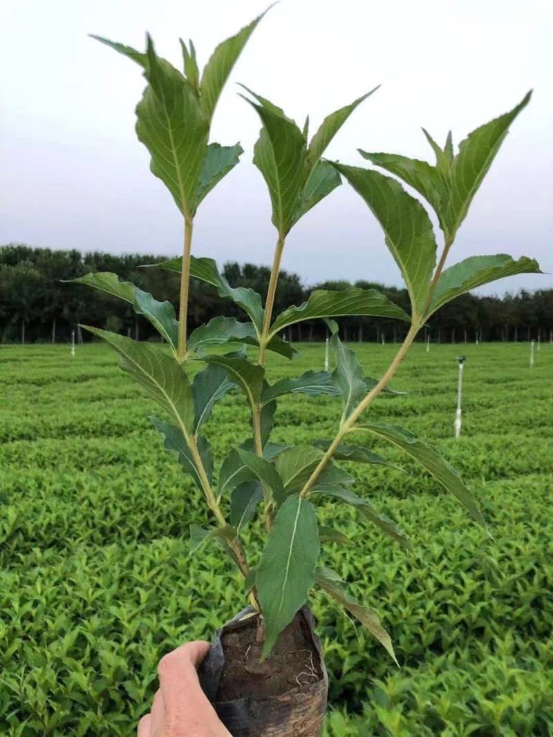 红瑞木优质红瑞木产地直发大量有货欢迎实地看货