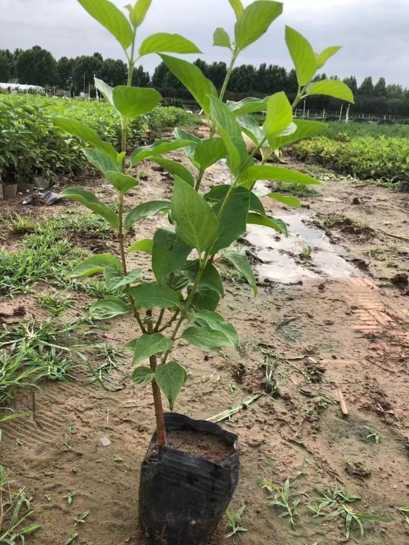 红瑞木优质红瑞木产地直发大量有货欢迎实地看货
