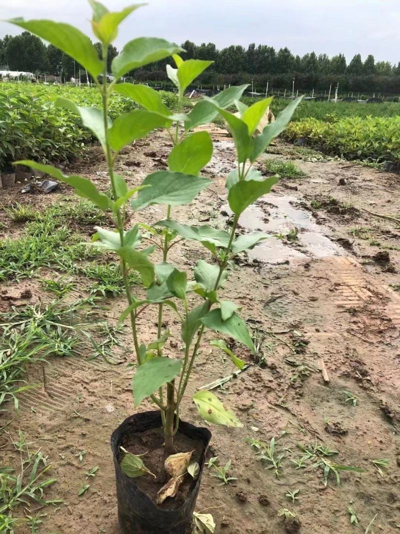 红瑞木优质红瑞木产地直发大量有货欢迎实地看货