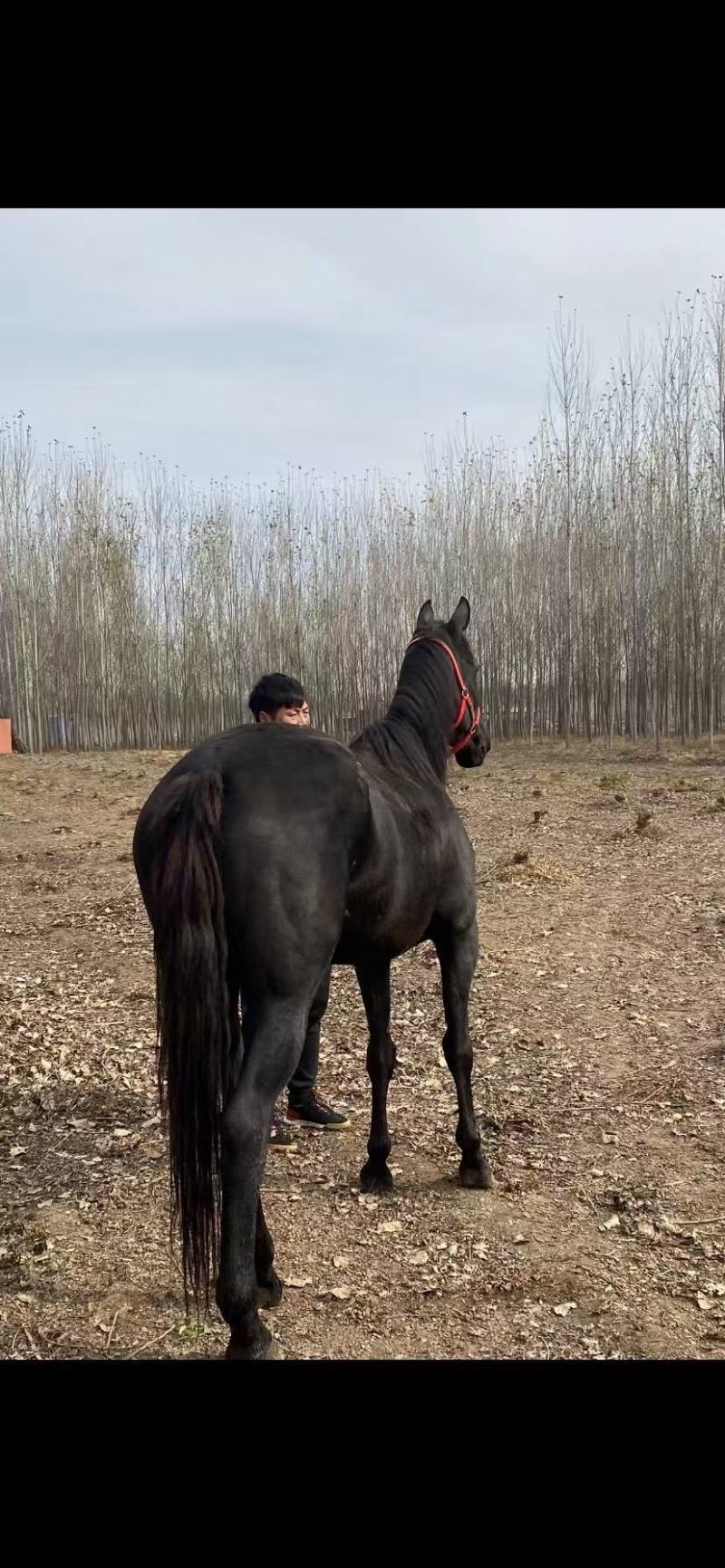 【热】景区观赏骑乘马德宝矮马设特兰矮马价格宠物小矮马