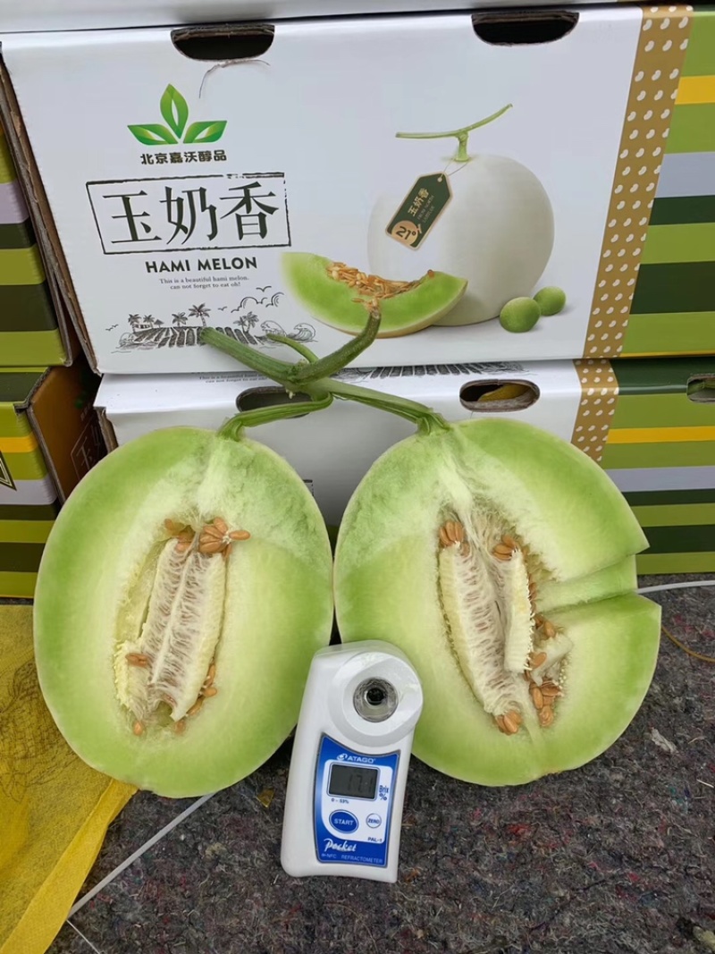 莘县产区百万亩玉菇甜瓜/糖度高/软糯香甜/产地直发