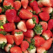 文集草莓奶油草莓天仙醉草莓二茬果陆续开始上市，量大从优