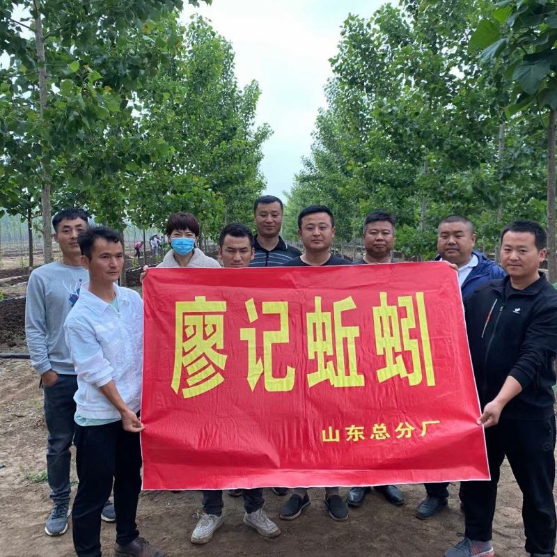 蚯蚓饲料饵料鱼饵活体蚯蚓成品蚯蚓养殖场当天采收