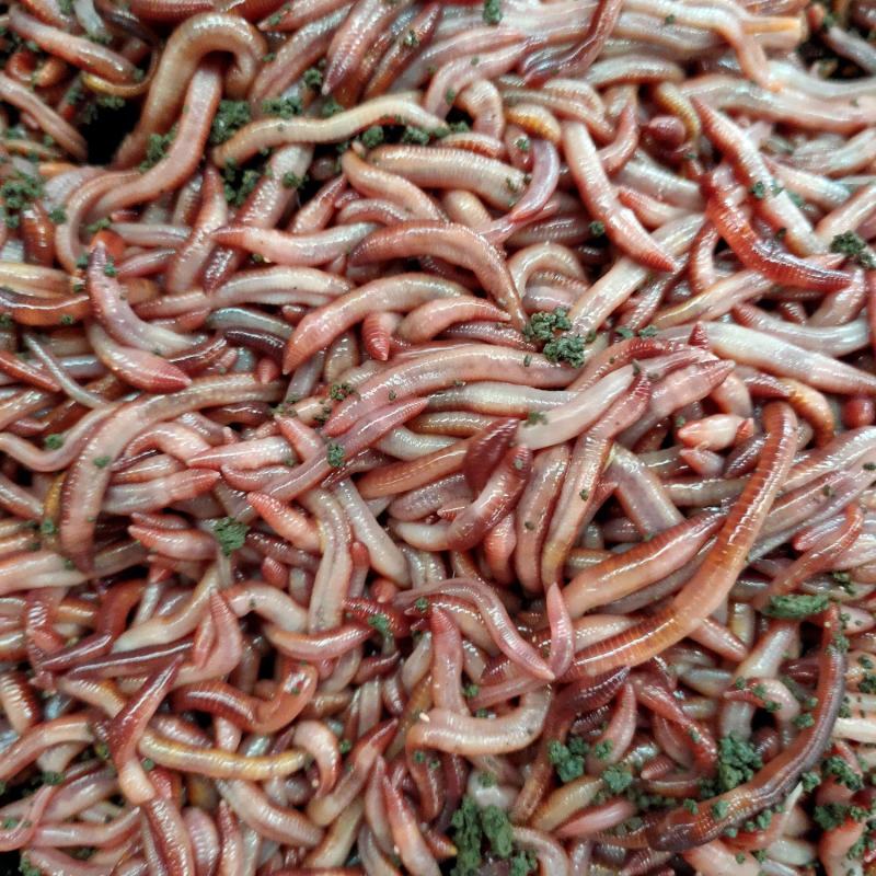 蚯蚓饲料饵料鱼饵活体蚯蚓成品蚯蚓养殖场当天采收