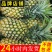 【超甜】新鲜大菠萝香水大菠萝手撕菠萝水果凤梨菠萝批发大果