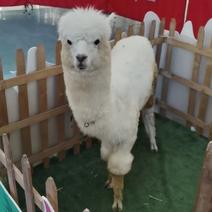 【热卖】景区观赏小羊驼养殖场出售活体听话萌宠羊驼多少钱