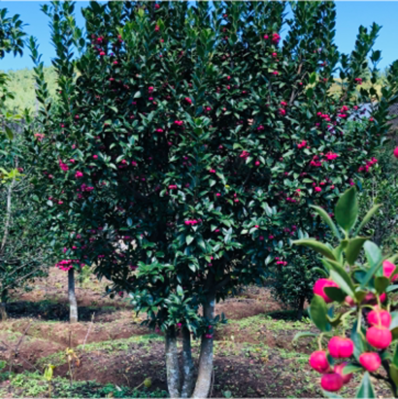 【独特优选】红灯笼树、金丝杜仲树、庭院景观树盆栽素材