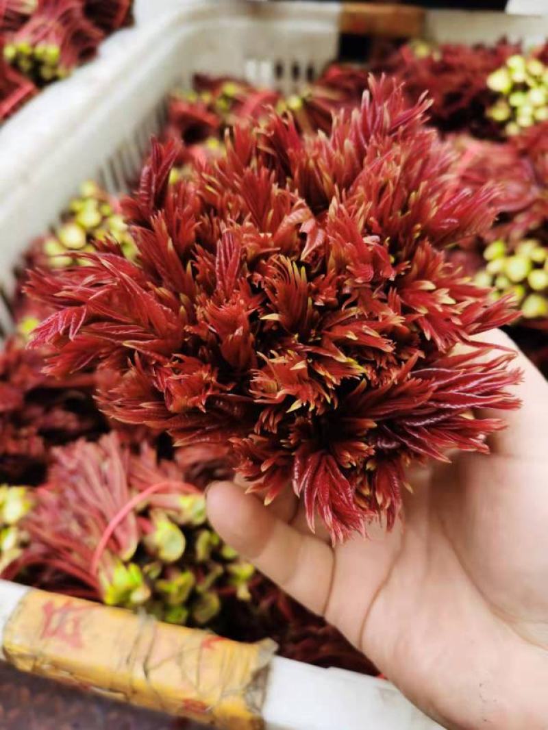 四川大竹精品香椿芽上市货量充足价格优美欢迎选购来电优惠