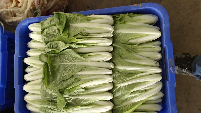 【推荐】精品小白菜/对接商超批发市场/视频看货