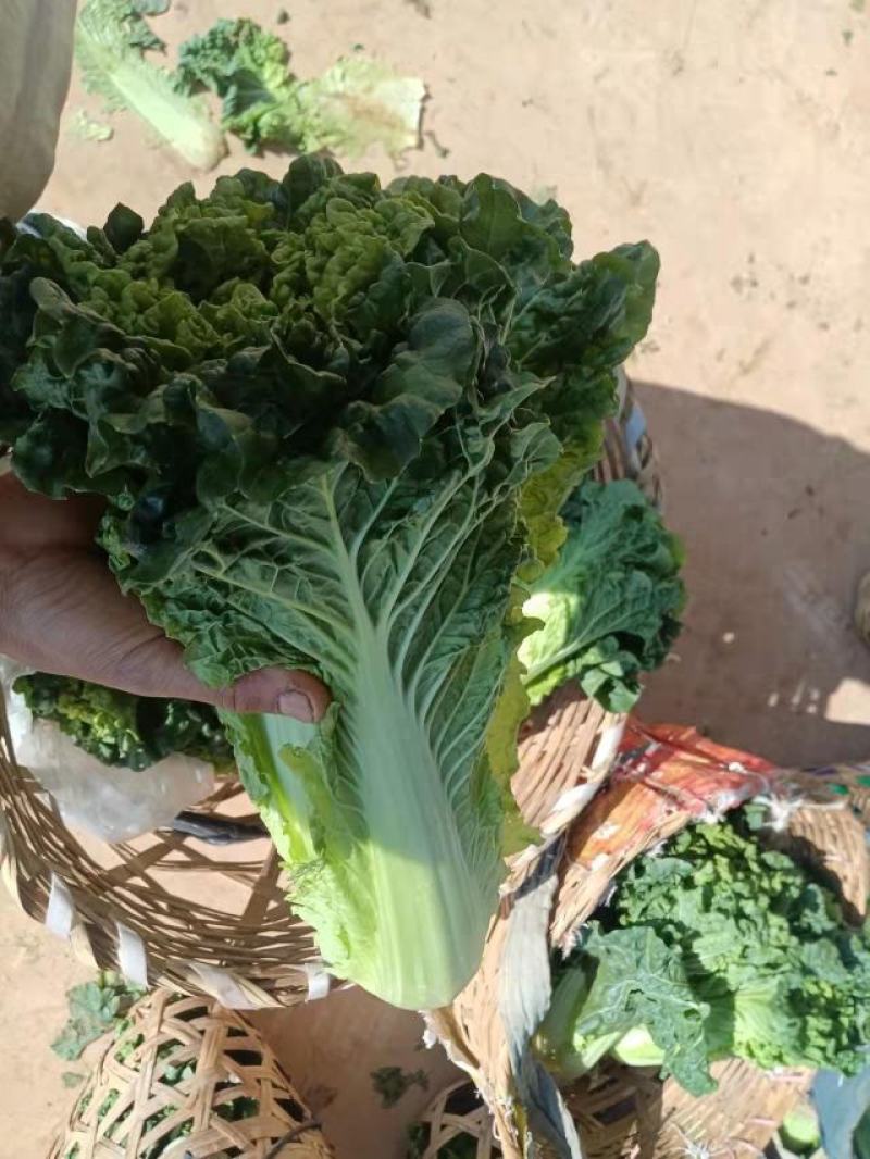 云南楚雄精品白菜麻叶青白菜一手货源货量充足