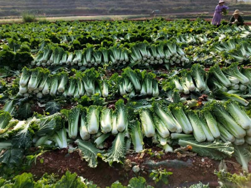 云南楚雄精品白菜麻叶青白菜一手货源货量充足