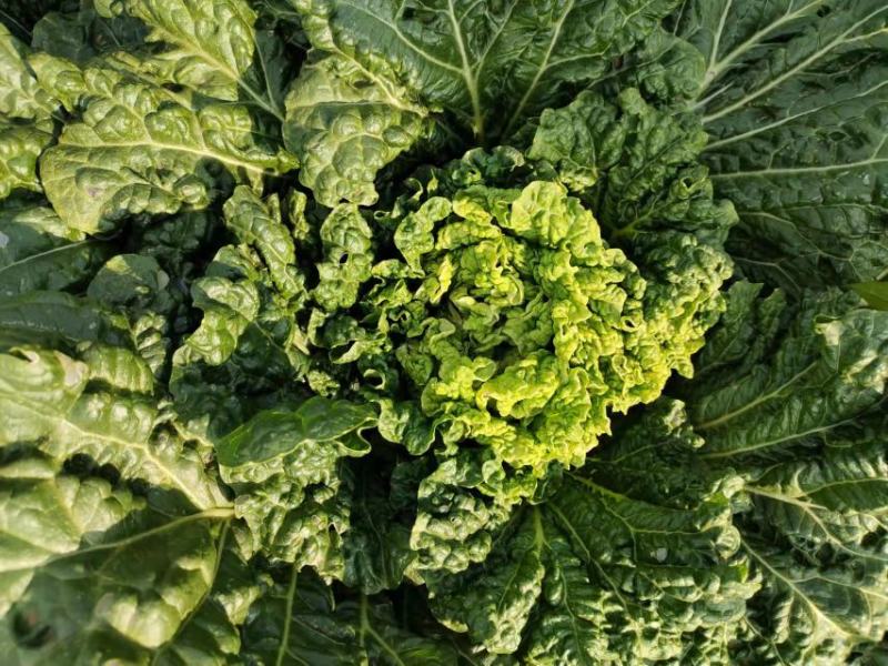 云南楚雄精品白菜麻叶青白菜一手货源货量充足