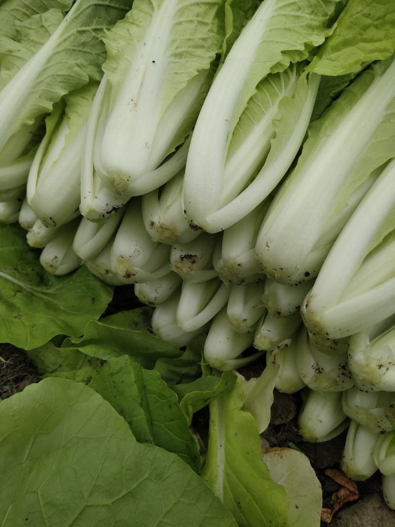 【推荐】精品小白菜/对接商超批发市场/视频看货