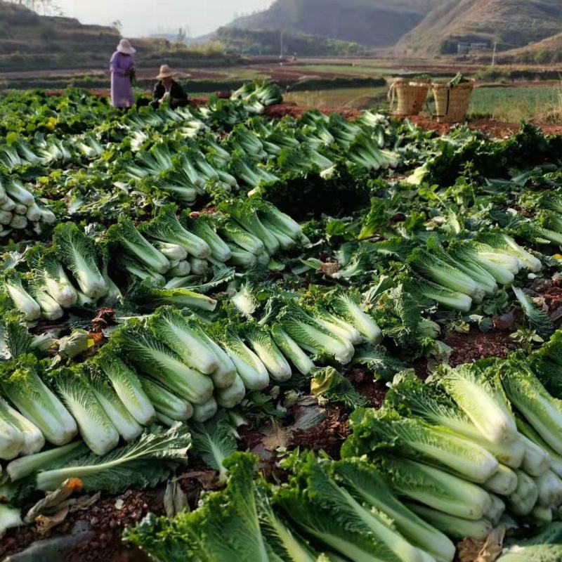 云南楚雄精品白菜麻叶青白菜大白菜产地直发一手货源