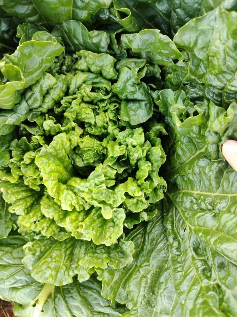云南楚雄精品白菜麻叶青白菜大白菜产地直发一手货源