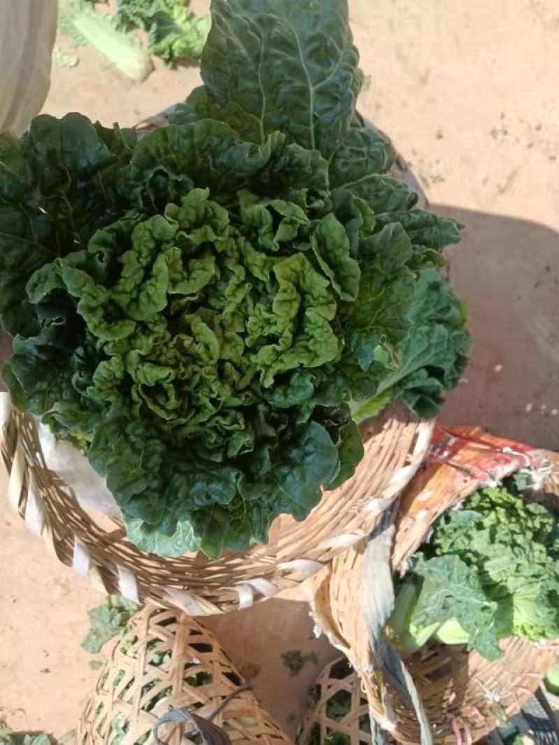 云南楚雄精品白菜麻叶青白菜大白菜产地直发一手货源