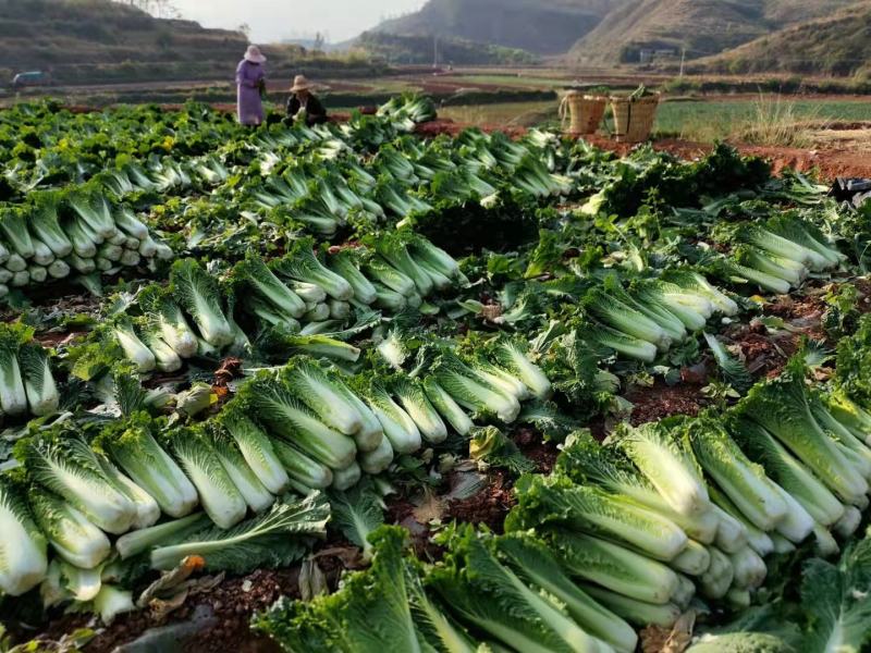 云南楚雄精品白菜麻叶青白菜大白菜产地直发一手货源