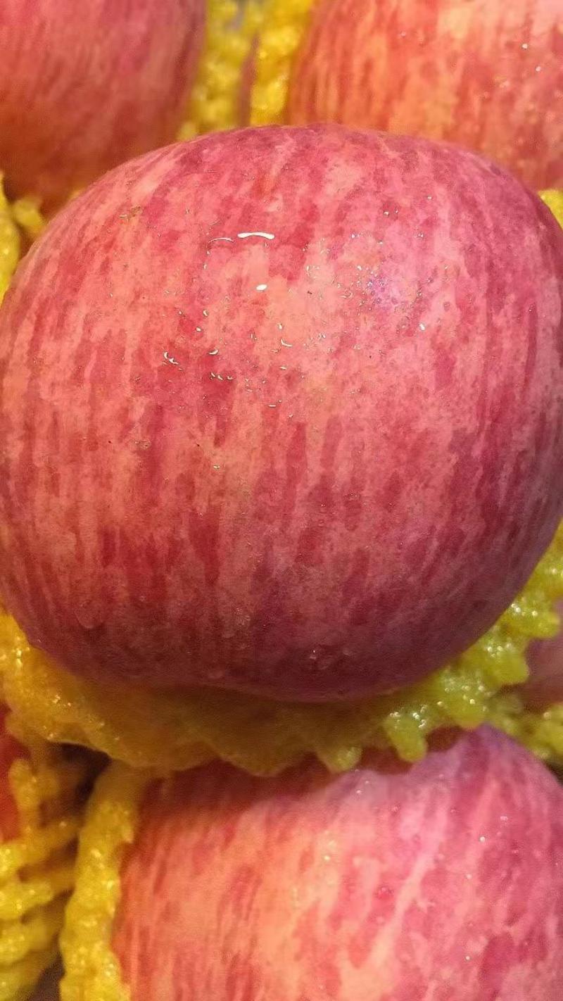 【山东苹果】红富士苹果/脆甜多汁/冰糖心苹果/量大从优