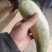 羊角蜜甜瓜大量供应，头茬，价格便宜，电商，商超均可，糖度