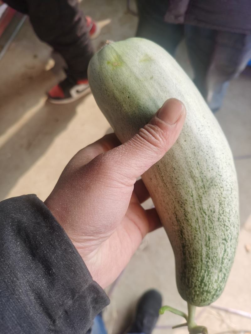 羊角蜜甜瓜大量供应，头茬，价格便宜，电商，商超均可，糖度