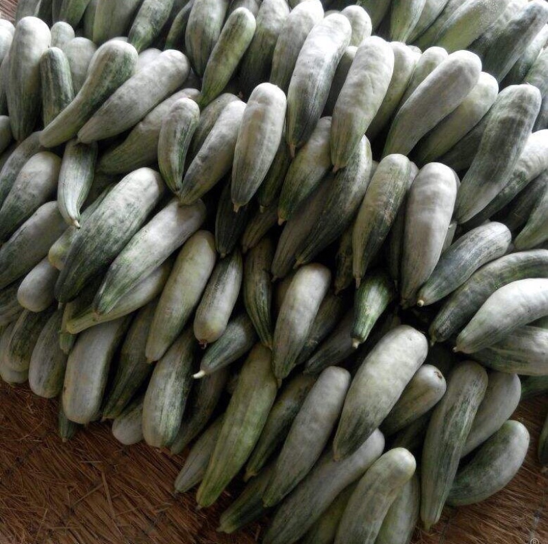 羊角蜜甜瓜大量供应，头茬，价格便宜，电商，商超均可，糖度