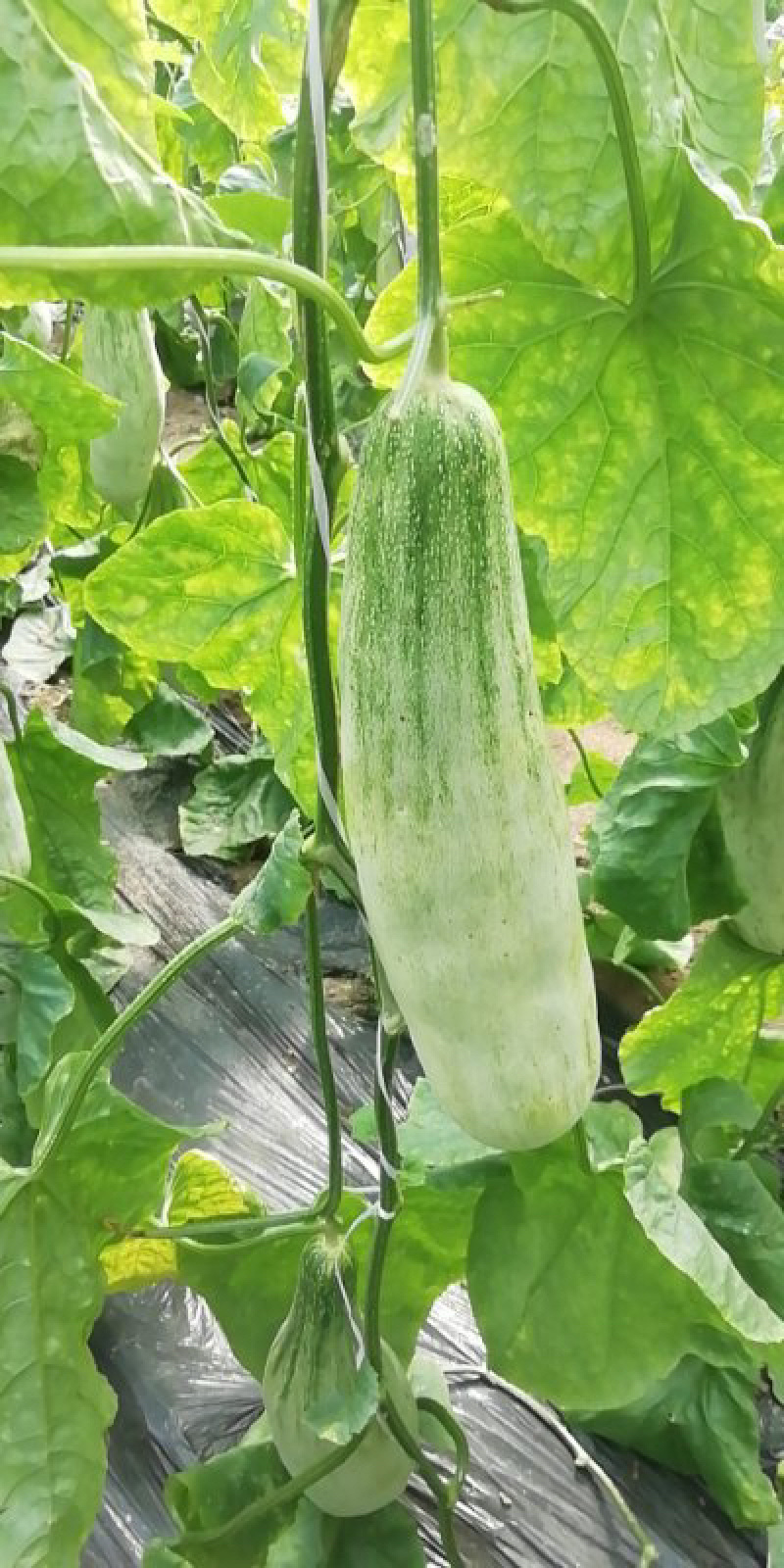 羊角蜜甜瓜大量供应，头茬，价格便宜，电商，商超均可，糖度