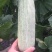 羊角蜜甜瓜大量供应，头茬，价格便宜，电商，商超均可，糖度