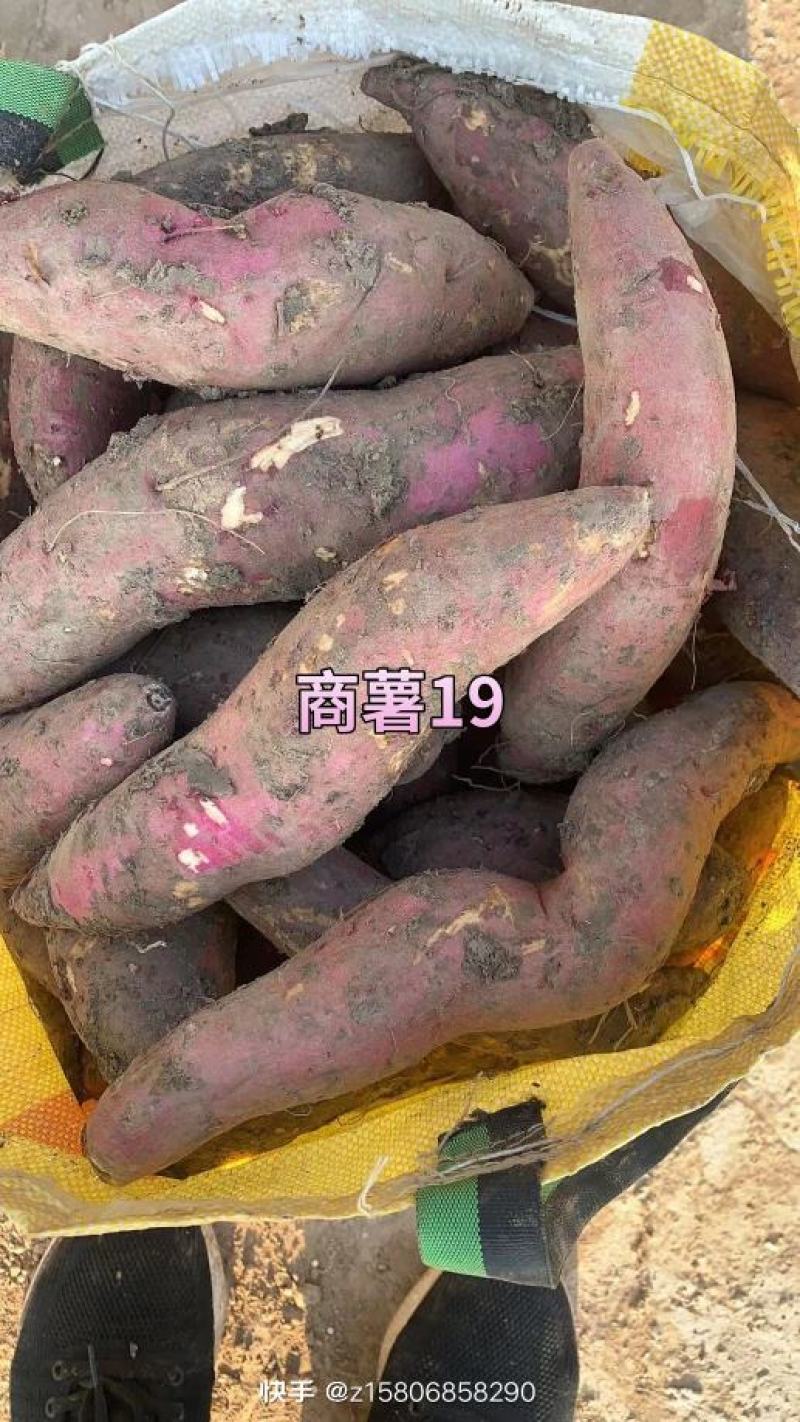 烟薯25(蜜薯)种薯