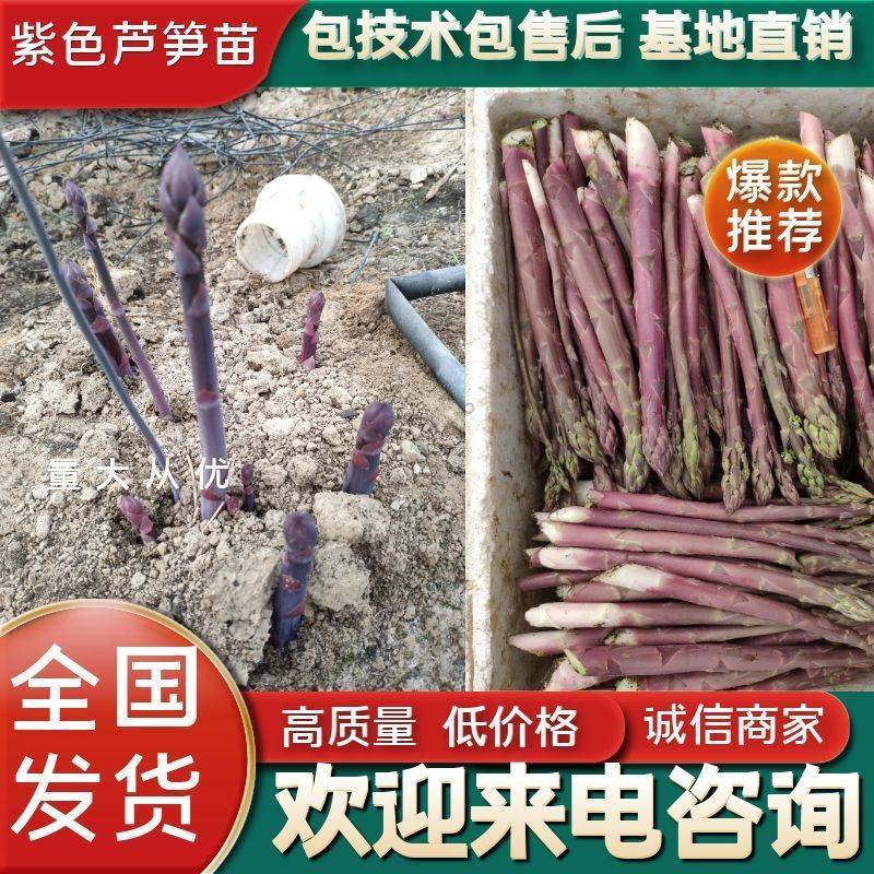 芦笋苗紫色芦笋苗紫色激情F1量大优惠成活率高生长快回报高