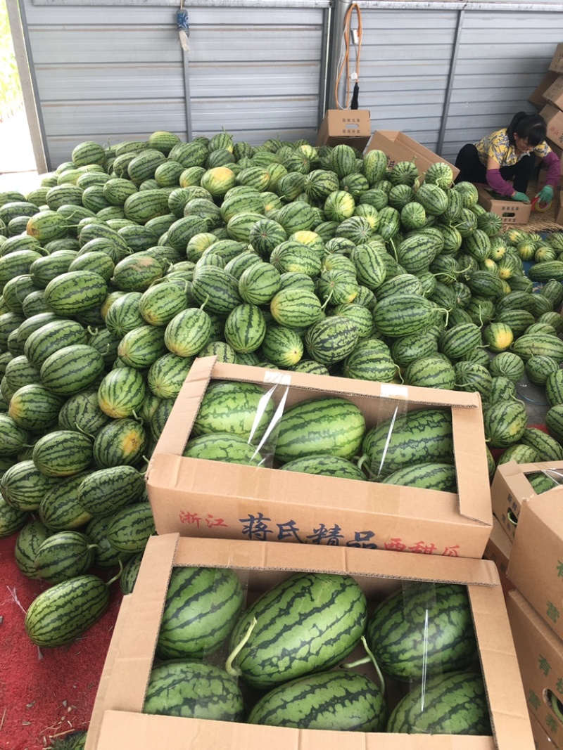 2K西瓜小糖丸西瓜专业代收诚信经营产地直发