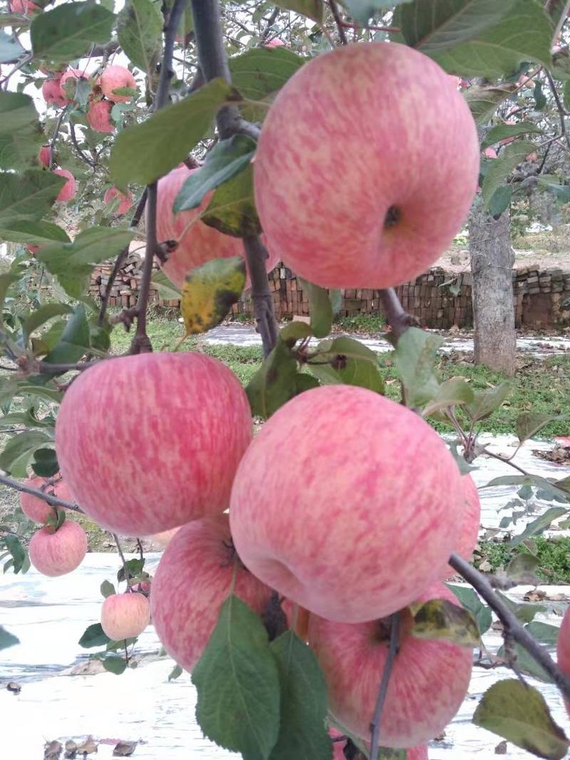 陕西洛川红富士苹果供应，红富士苹果批发，苹果基地直供