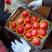 陕西洛川红富士苹果供应，红富士苹果批发，苹果基地直供