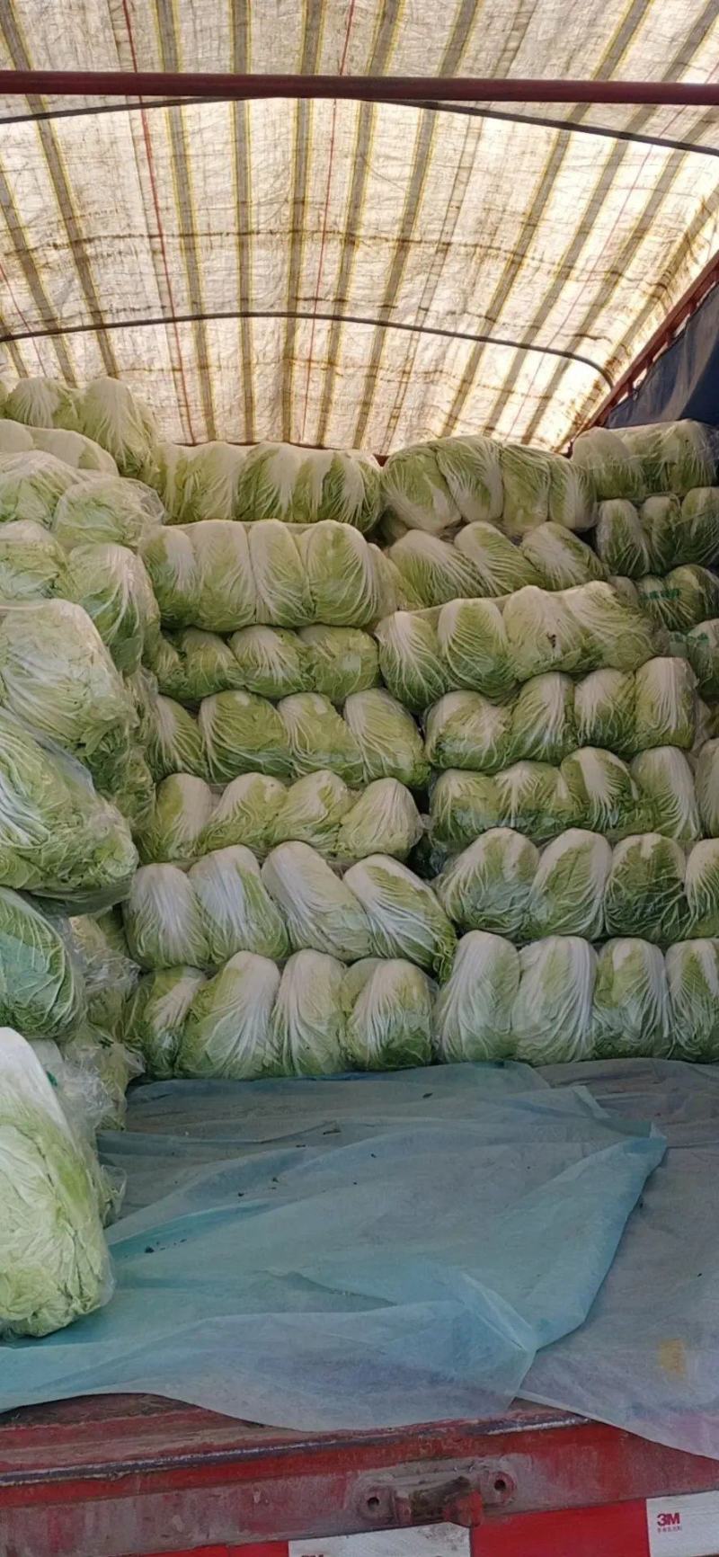 山东聊城万亩蔬菜基地，黄心白菜上市中火热招商中