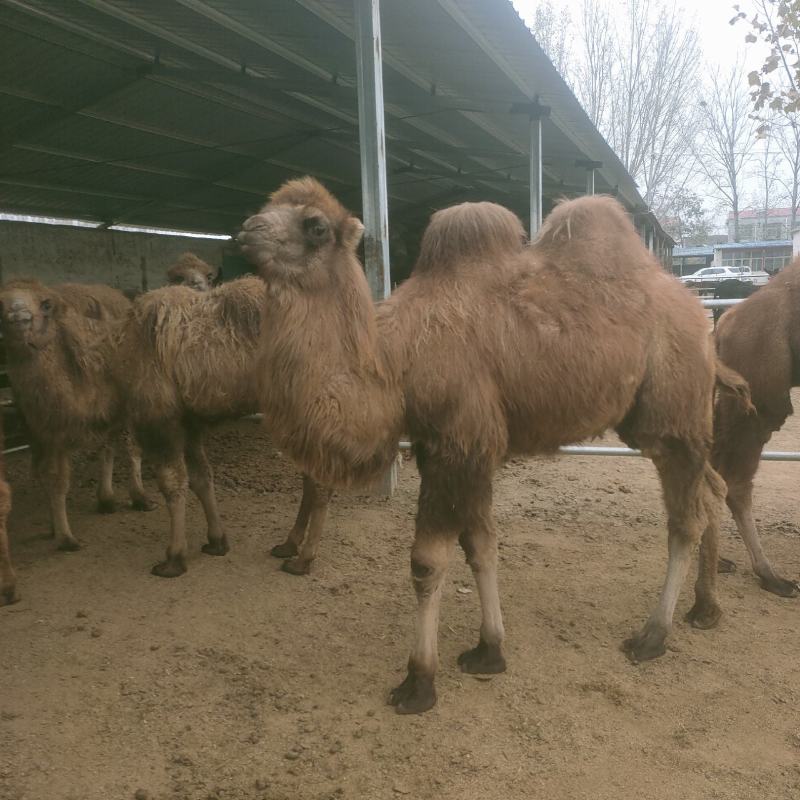 【热卖】哪有卖骑乘骆驼景区租赁双峰骆驼养殖小骆驼价格