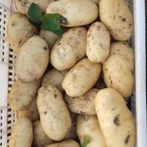 希森六号土豆，荷兰十五土豆加工厂土豆