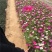 格桑花，一手货源，基地直发，大量供应100万盆
