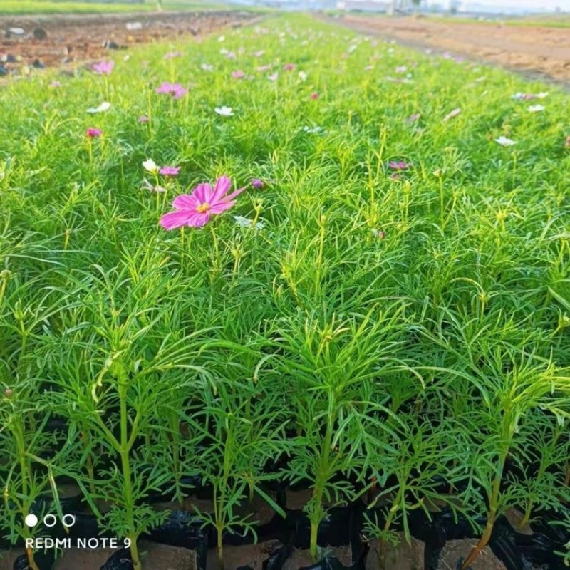 格桑花，一手货源，基地直发，大量供应100万盆